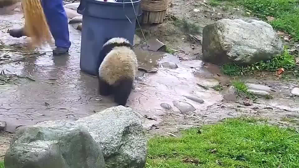 热心肠熊猫过来帮忙，结果越帮越忙！看完差点笑出眼泪