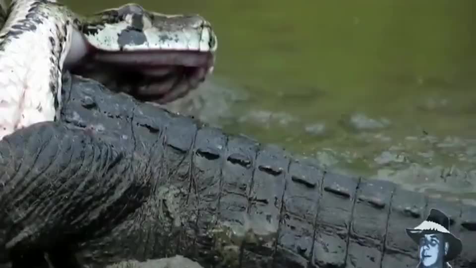蟒蛇大战鳄鱼, 结果鳄鱼被蟒蛇活吞