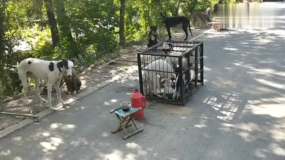 为您推荐: 农村狗市:主人带着庞大的藏獒来狗市玩,狗狗对周围的事物