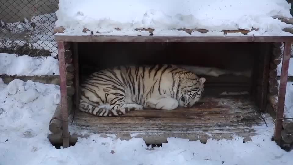 动物园老虎胖成橘猫,伸懒腰撒娇和猫有什么两样,是虚胖还是真胖