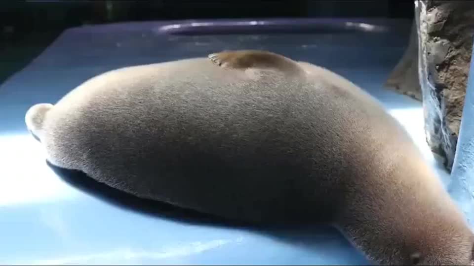 海豹:我来演示下什么叫"打击豹腹"