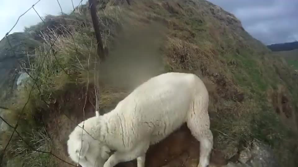 羊儿脑袋卡在铁网中,男子救下后,羊儿反应令人惊讶!