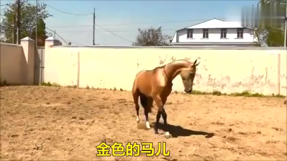 金色的马儿 太漂亮了 这是黄金马么