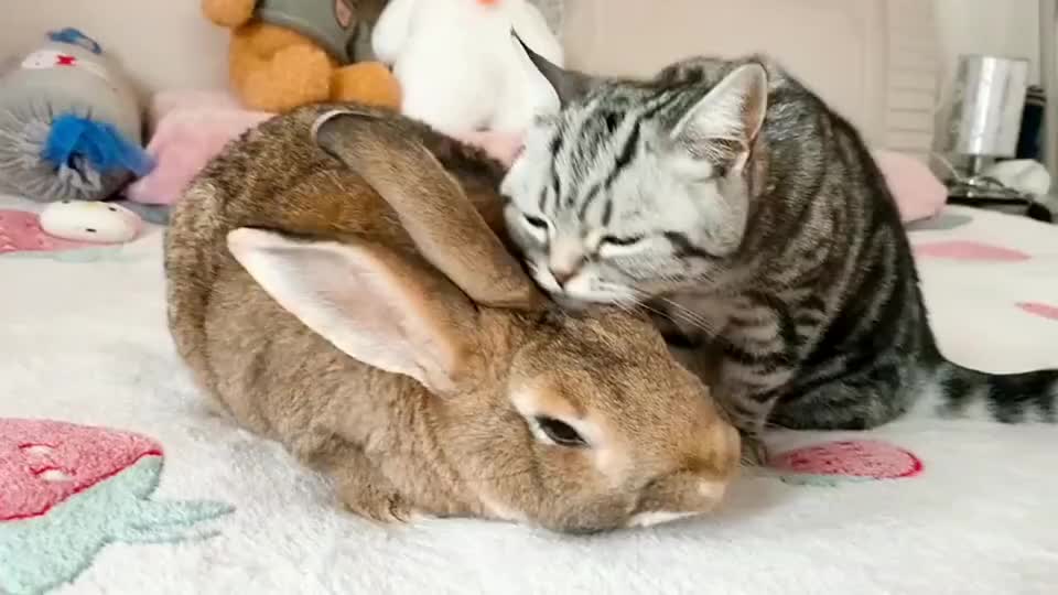 美短猫真心的喜欢兔子,对兔子爱不释手