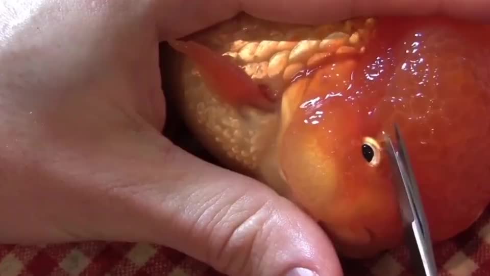 金鱼长肉瘤图片