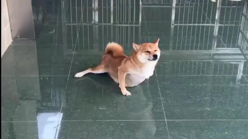 远看柴犬在做单手俯卧撑,镜头拉近一看,我差点笑出声!