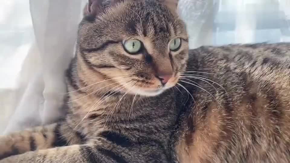 狸花猫一旦露出这个表情就显得很不好惹