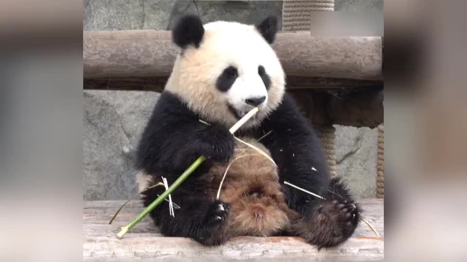 熊猫雪宝:吃饭的时候,你就是最乖的崽