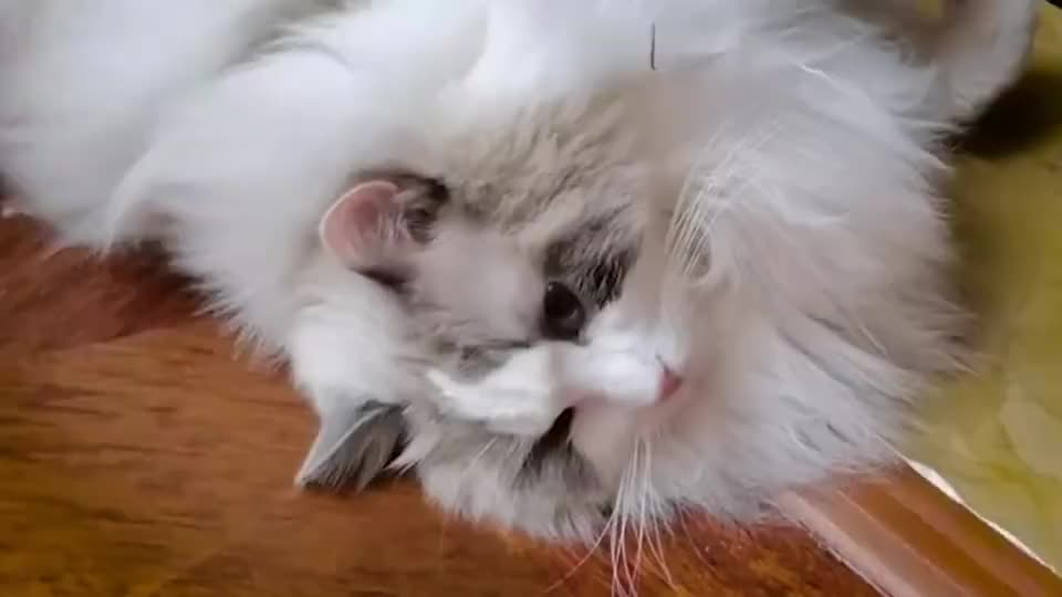 这种炸毛布偶猫,让人毫无抵抗力