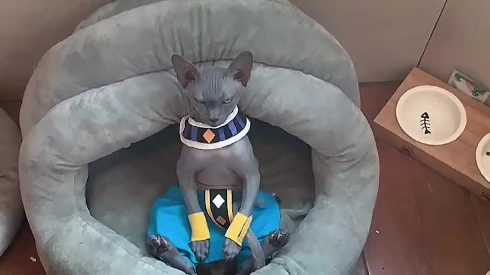 比鲁斯大人,小的给你参见了