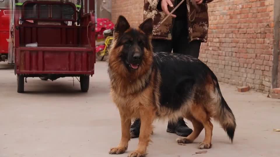 返祖长毛德牧和短毛的结合,会生出什么样的小狗?