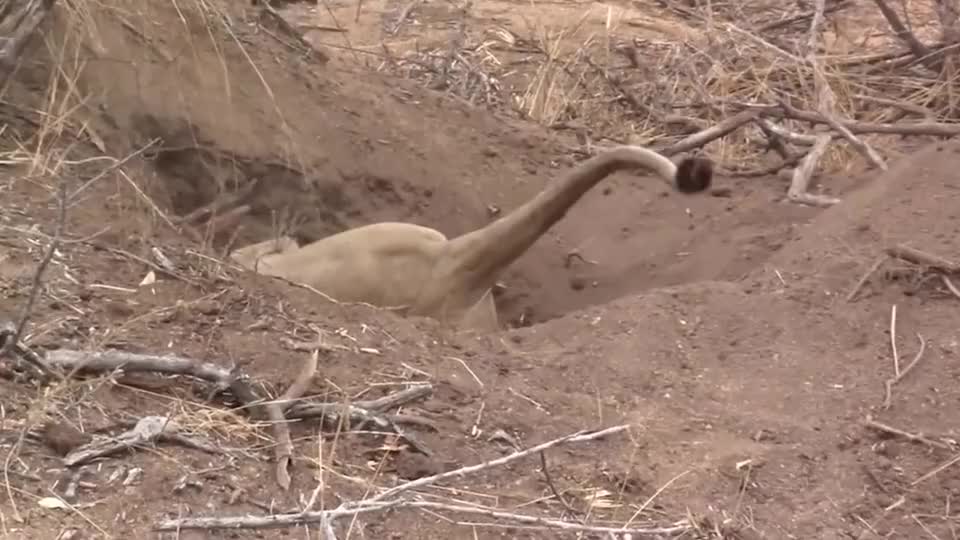 狮子钻进深坑,只露出一条尾巴,下一秒身体剧烈颤抖起来!