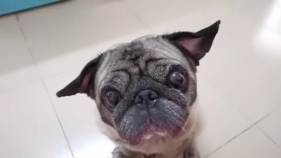 这种宽眼距的狗子虽然看起来呆傻却是小孩子的好玩伴哦