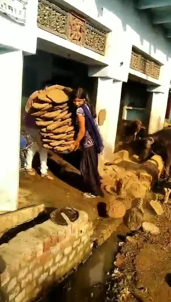 尼泊尔三姐捡了很多牛粪一会做饭