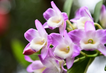 大花蕙兰生长困难掌握一些技巧开花旺盛