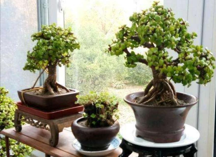 金枝玉叶养成盆景，不只是简单的浇水，还应做好这几件事