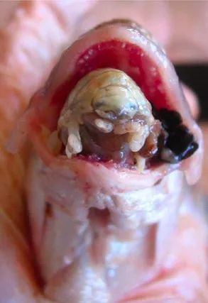 扳开鱼嘴神秘生物出现海中狠角色鱼虱假装舌头搜刮食物