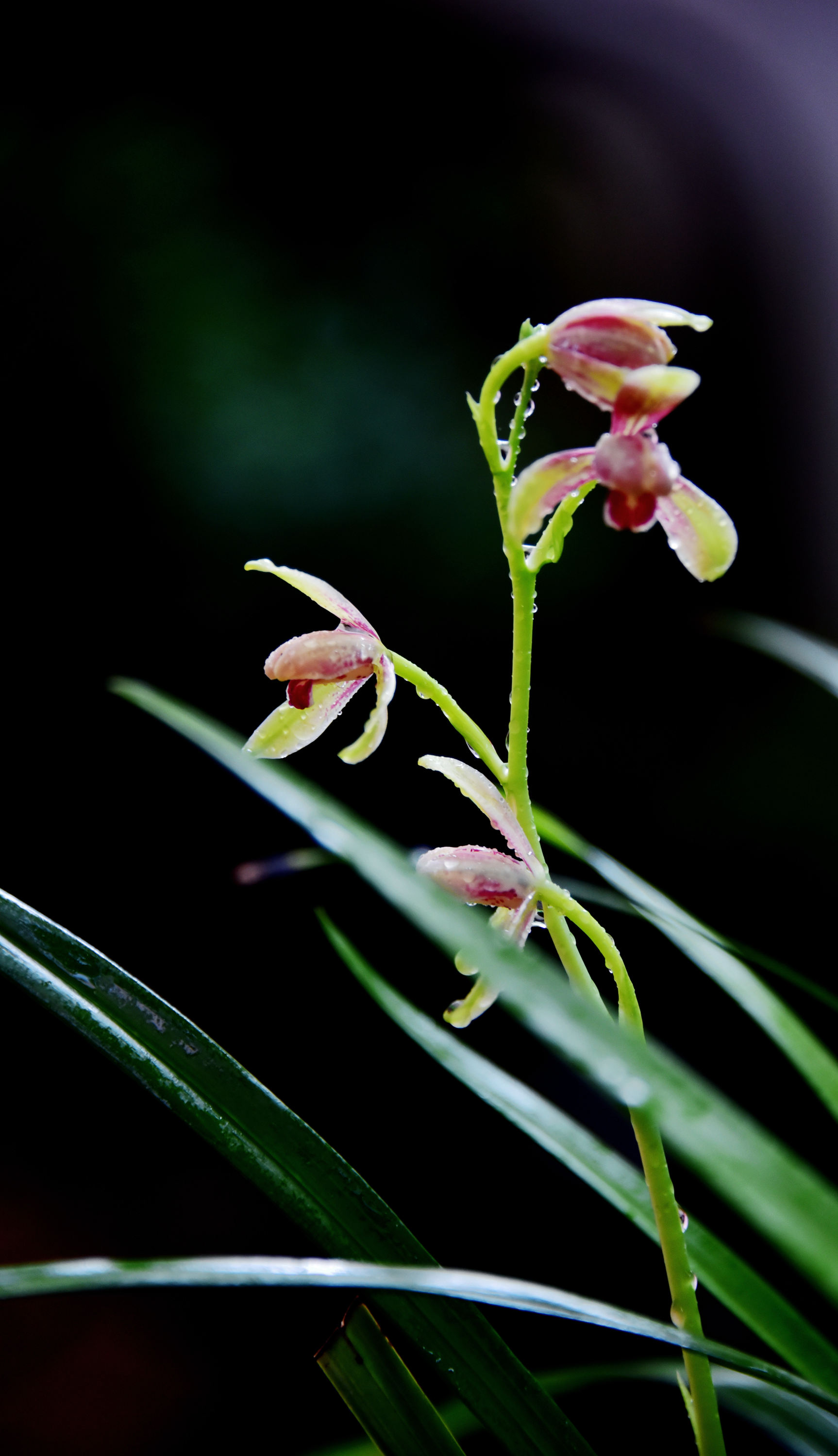 小院幽兰,大雨没出门,雨隙自家小院拍夏兰花开.江苏无锡锡山区