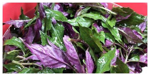 4月发文:南方人最爱的野菜,却因谣言被毁,大家看到都绕道走|南方|野菜