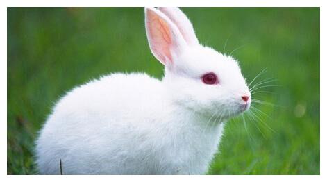 虎年“桃花劫”比较多的4个生肖,熬过去后将迎来春天,是谁呢休闲区蓝鸢梦想 - Www.slyday.coM 虎年“桃花劫”比较多的4个生肖,熬过去后将迎来春天,是谁呢休闲区蓝鸢梦想 - Www.slyday.coM