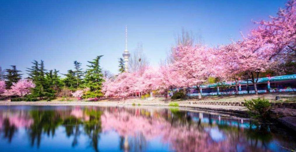 北京最大的樱花园景色迷人游客爆满令人流连忘返