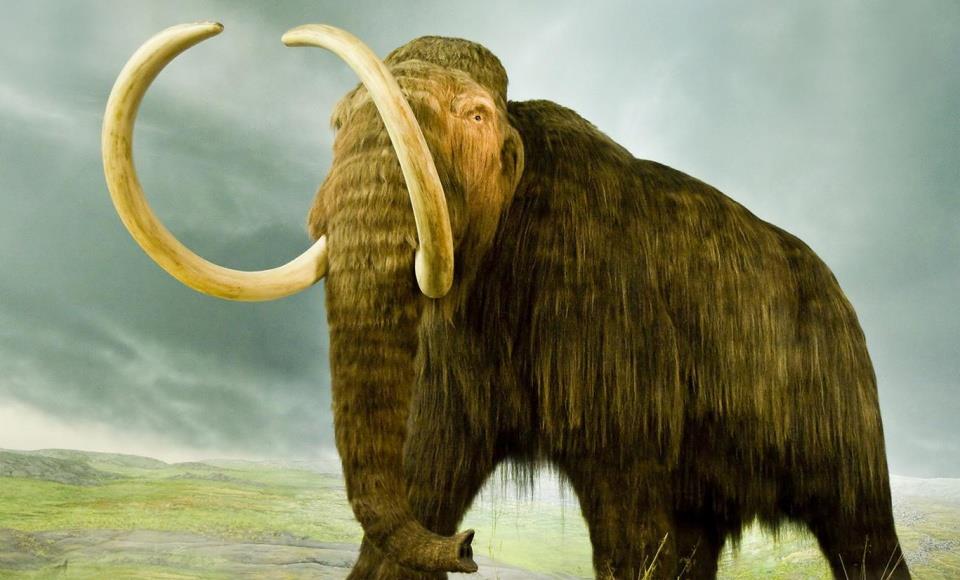 克隆猛犸象指日可待?已发现活性细胞,未来能否克隆恐龙|猛犸象|克隆|