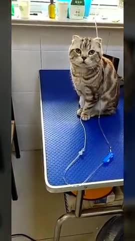 宠物医院碰到一只输液的猫,乖乖的一动也不动