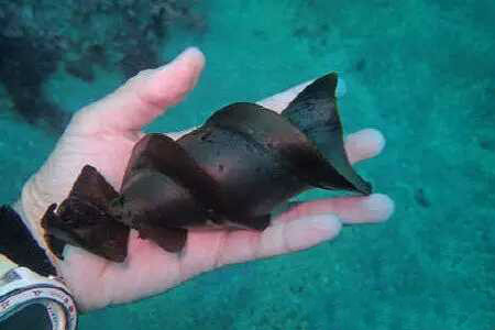 国外男子潜水捡到一堆"钻头",没人认识,专家看见后却非常激动