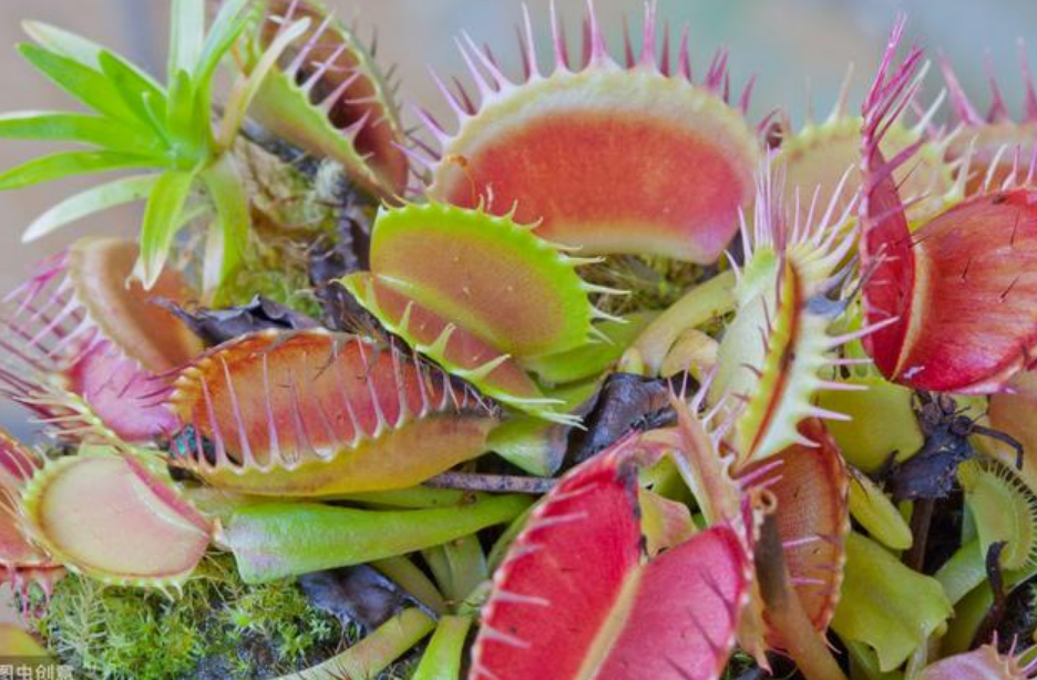 儿童房养上“5种花”,提高孩子“想象力”,宝宝更聪明!