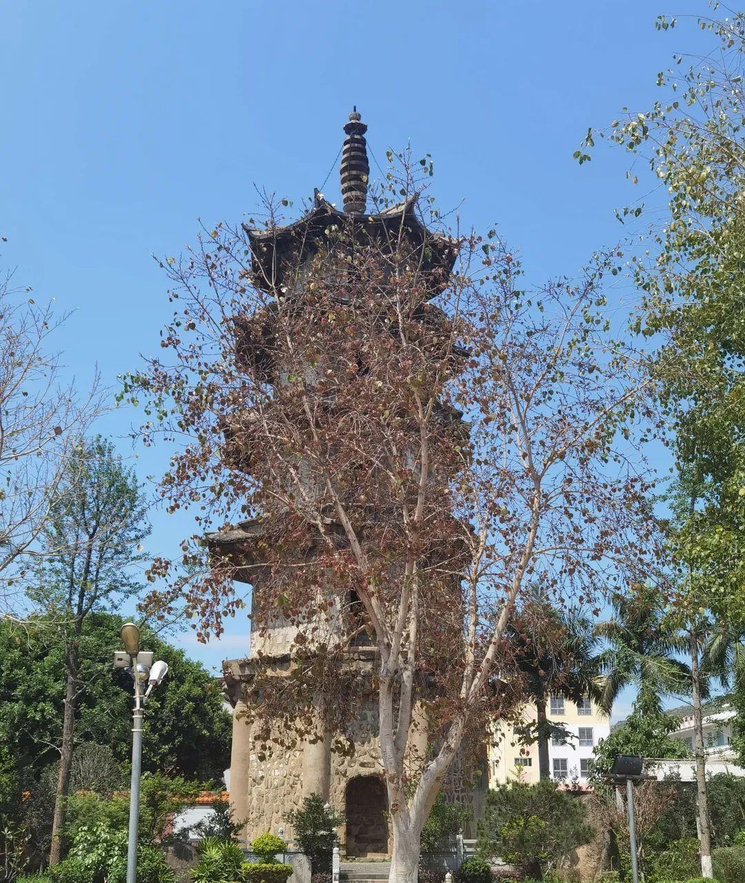 千年浮野黛,双塔插天青‖春游仙游龙华寺_高清图集_新浪网