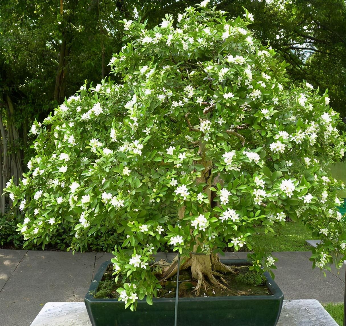 这一种植物在民间也被称为九树香,七里香,千里香,万里香等等.