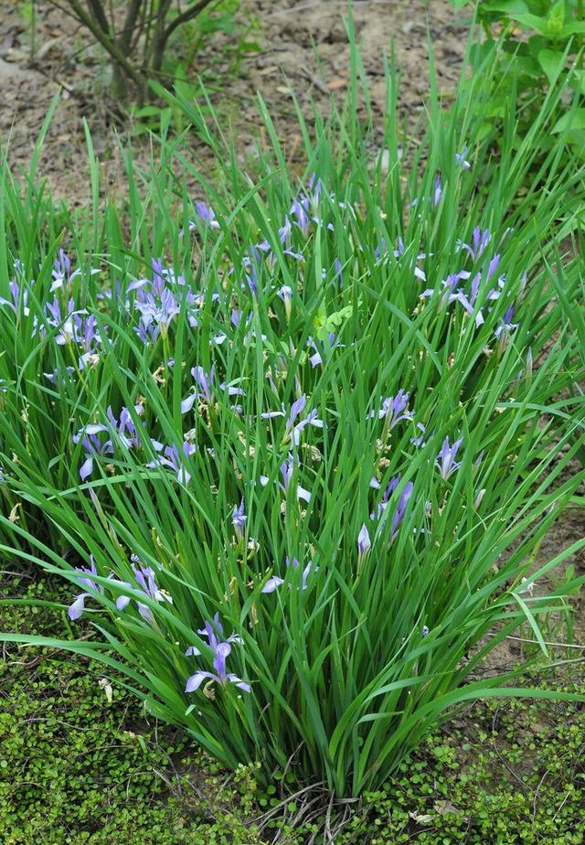 野外常见,懂得当成宝,不懂当野草|珍珠|马蔺|宝草_新浪新闻