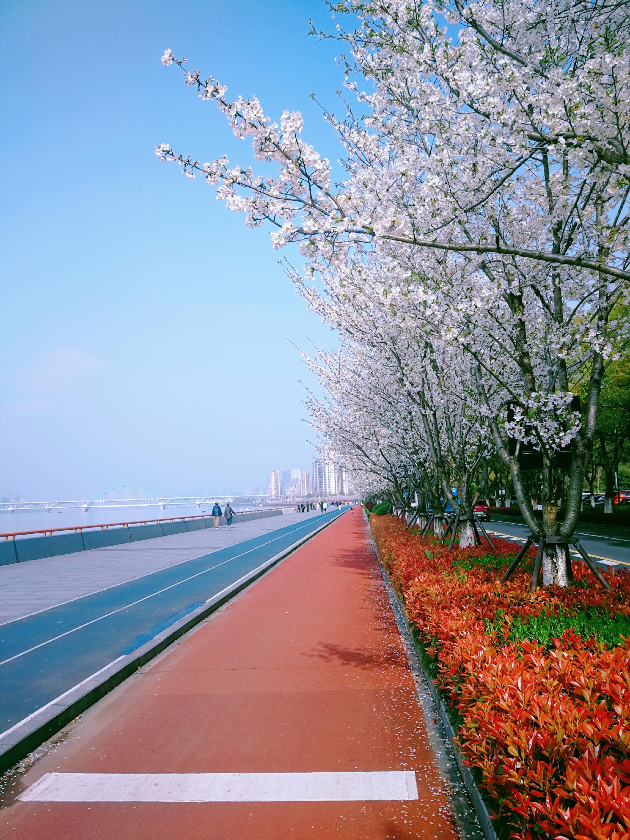 杭越手机摄影30张杭州最美跑道樱花风景美图哪一幅惊艳到你