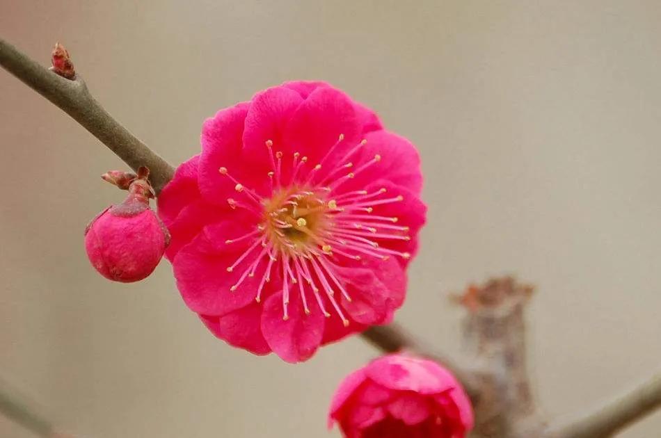 原来只知道梅花好看,却不知梅花的果实还有这么多用途