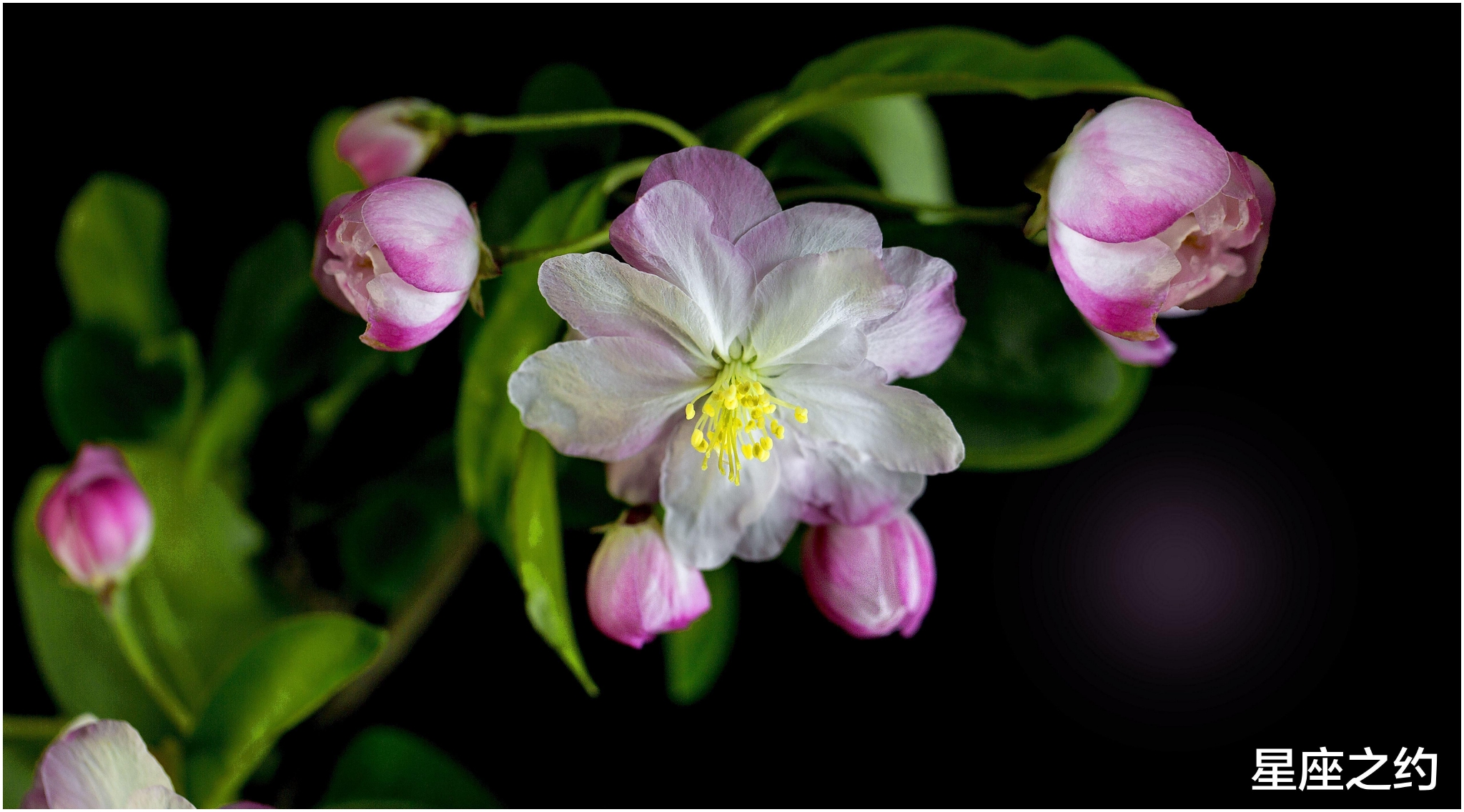 6月8日 14日爱情运势 红烛摇曳 甘棠之爱 相敬如宾的四大星座