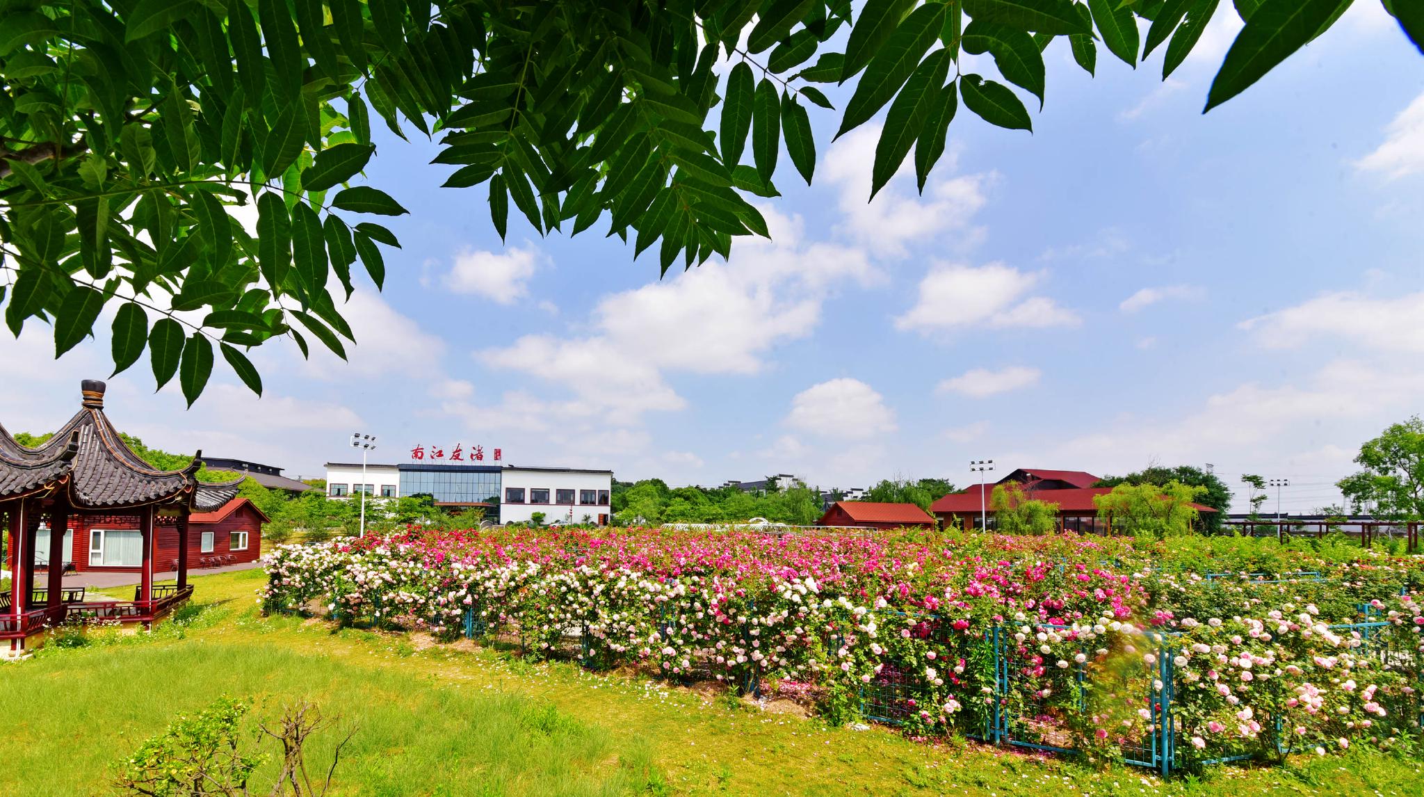五月斗山生态园,渚友江南花满园.江苏省无锡市锡山区锡北镇.