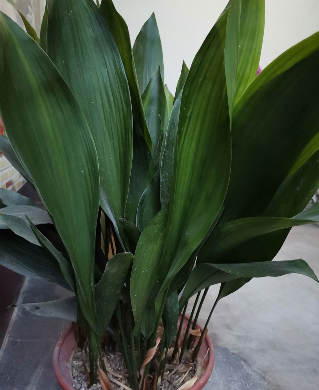 一叶兰叶子优美四季常绿漂亮又好养胜过绿萝