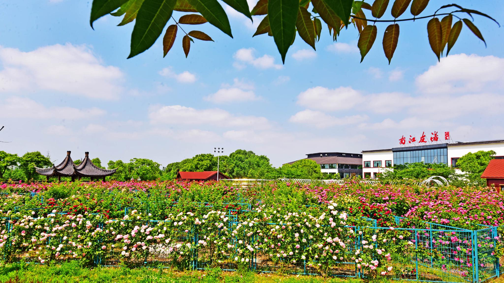 五月斗山生态园,渚友江南花满园.江苏省无锡市锡山区锡北镇.