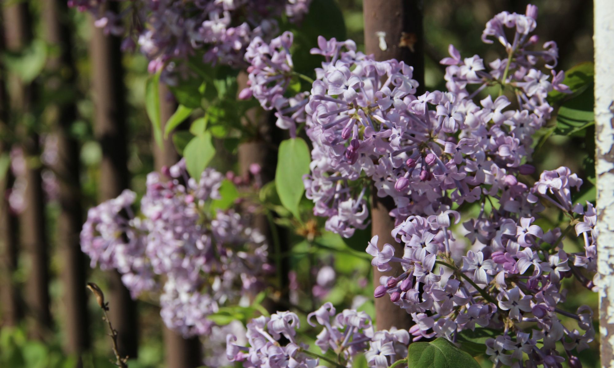 这里 丁香花正浓 高清图集 新浪网 这里 丁香花正浓 高清图集 新浪网