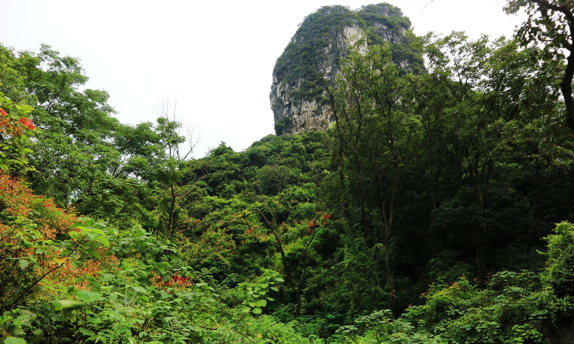 桂林的石山上,山花俏丽的开放
