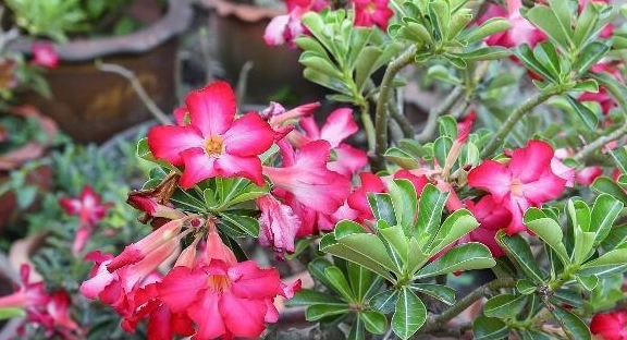 4种超"耐旱"的花卉盆栽,适合新手养,浇水少,长得快!