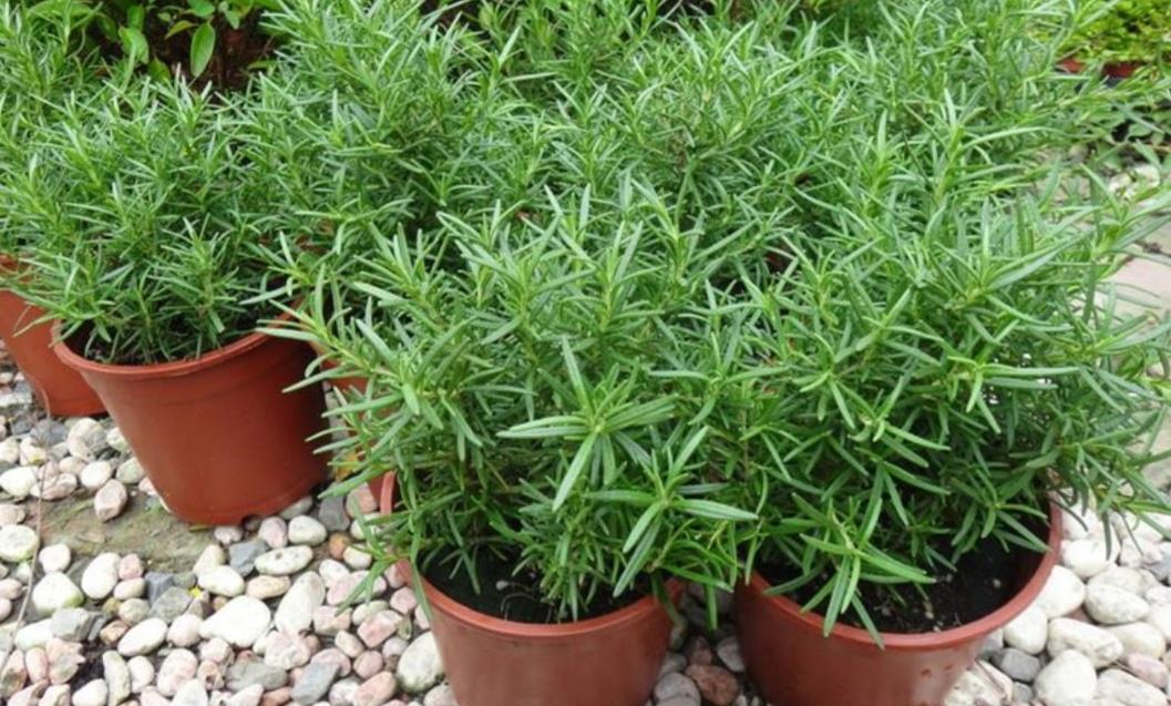 驱蚊草喜疏松肥沃的土壤,耐干旱,怕水涝,平时浇水做到见干见湿,并保证