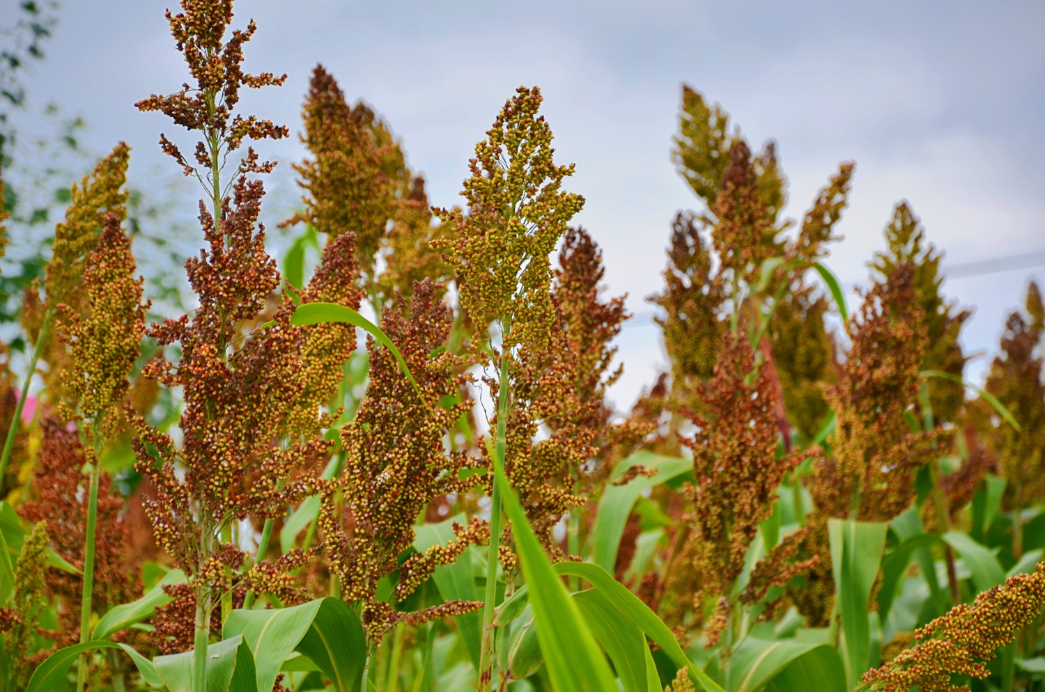 快成熟的高粱穗,原创拍摄_高清图集_新浪网