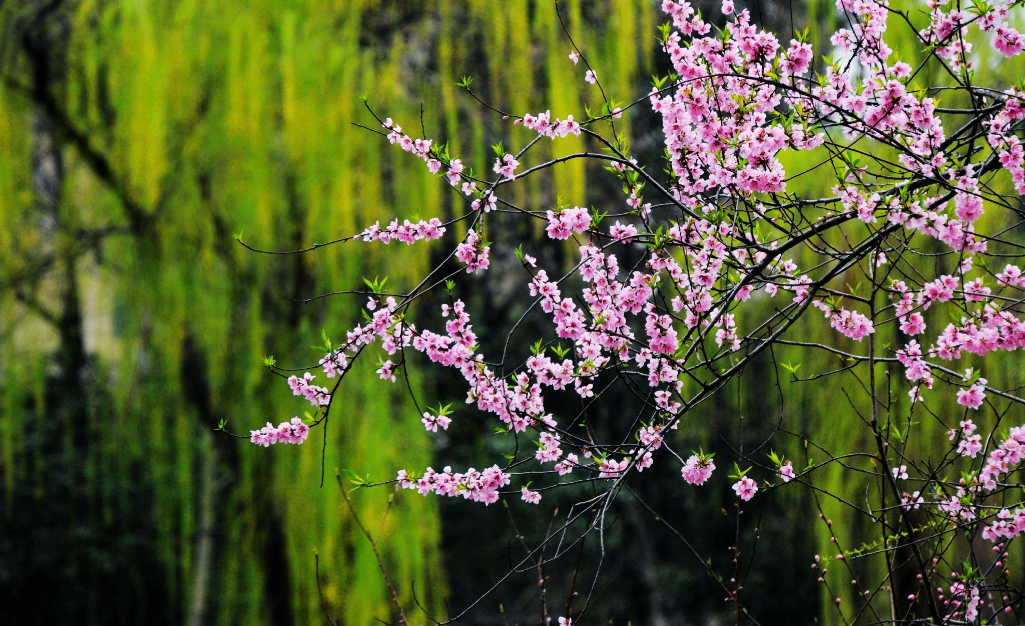 轻轻杨柳风,悠悠桃花水.江苏无锡锡山区锡北镇,泉山公园随拍