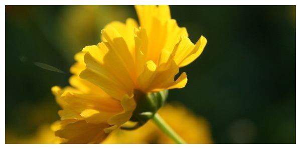 49日以后 四大生肖情窦初开 气场全开 财源广进