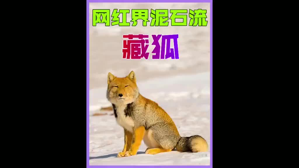 表情包网红界的泥石流,狐主任它来了!|动物|动物世界|藏狐_新浪新闻