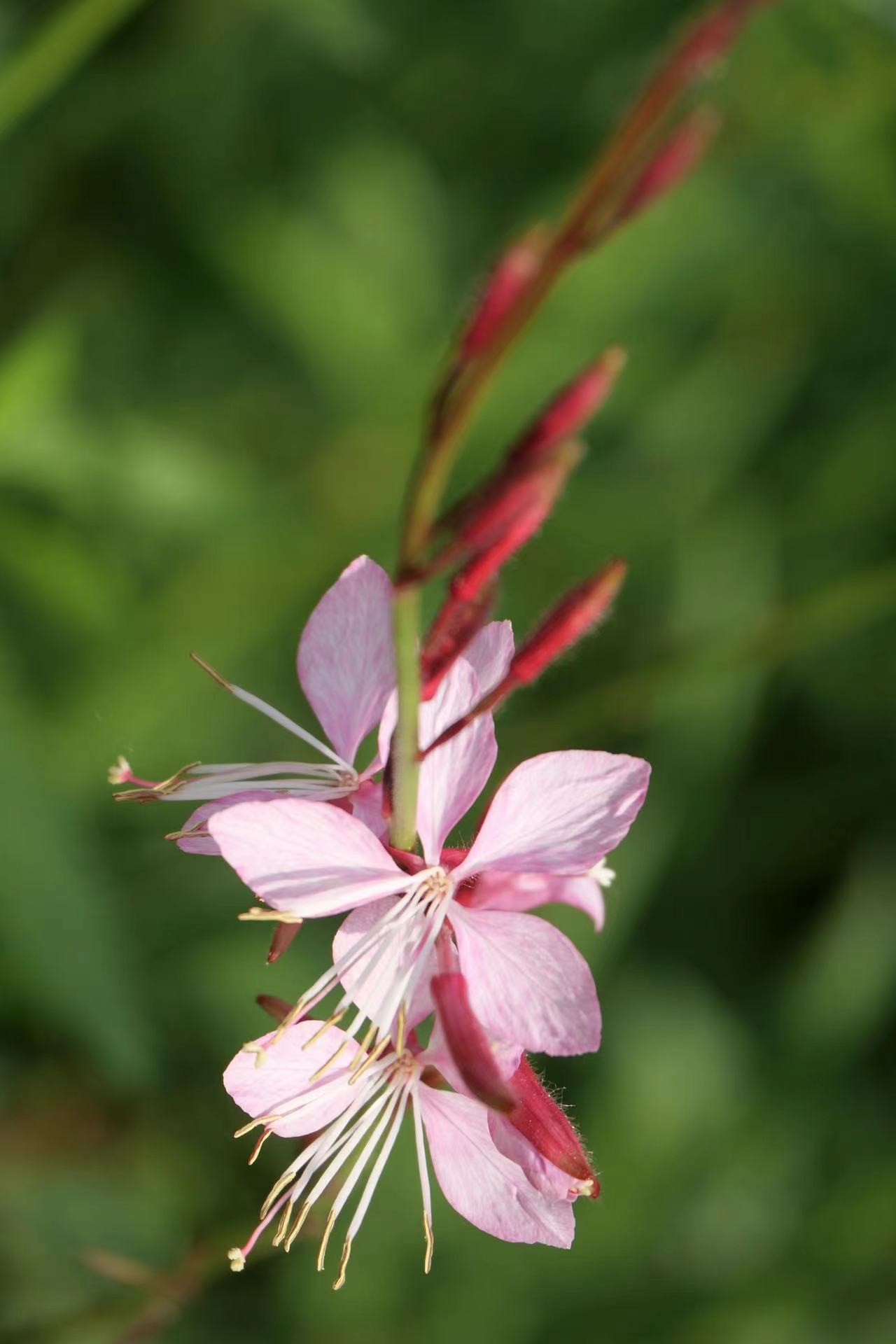美丽的山桃草__财经头条