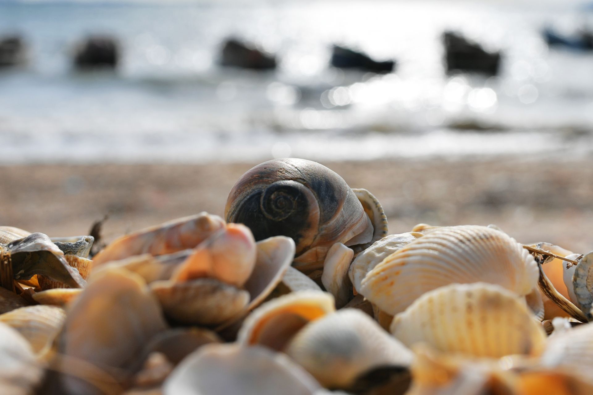 青岛这片贝壳海滩你见过么
