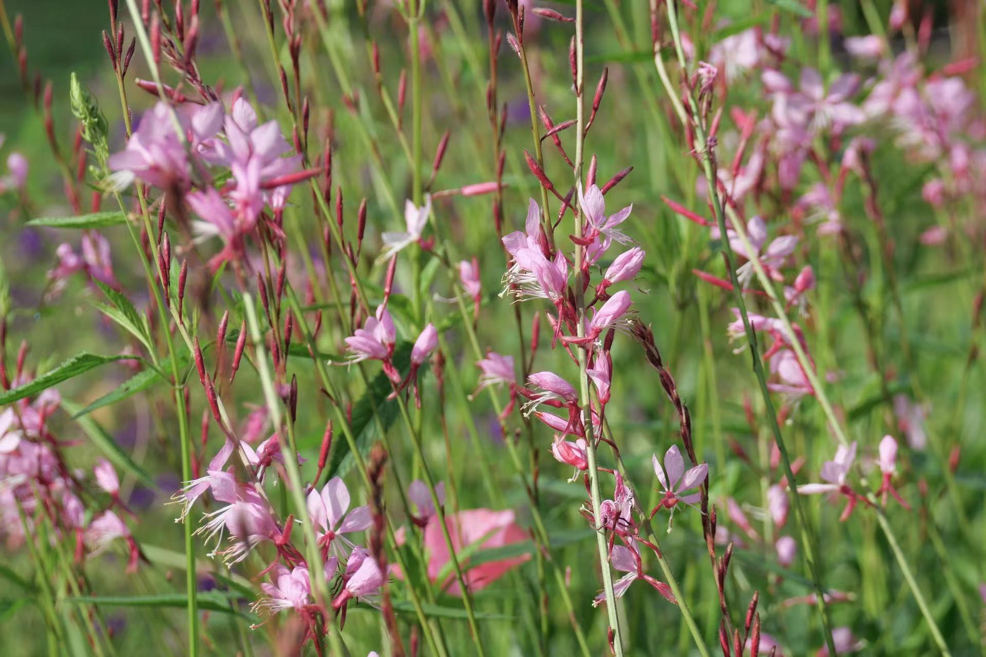 美丽的山桃草__财经头条