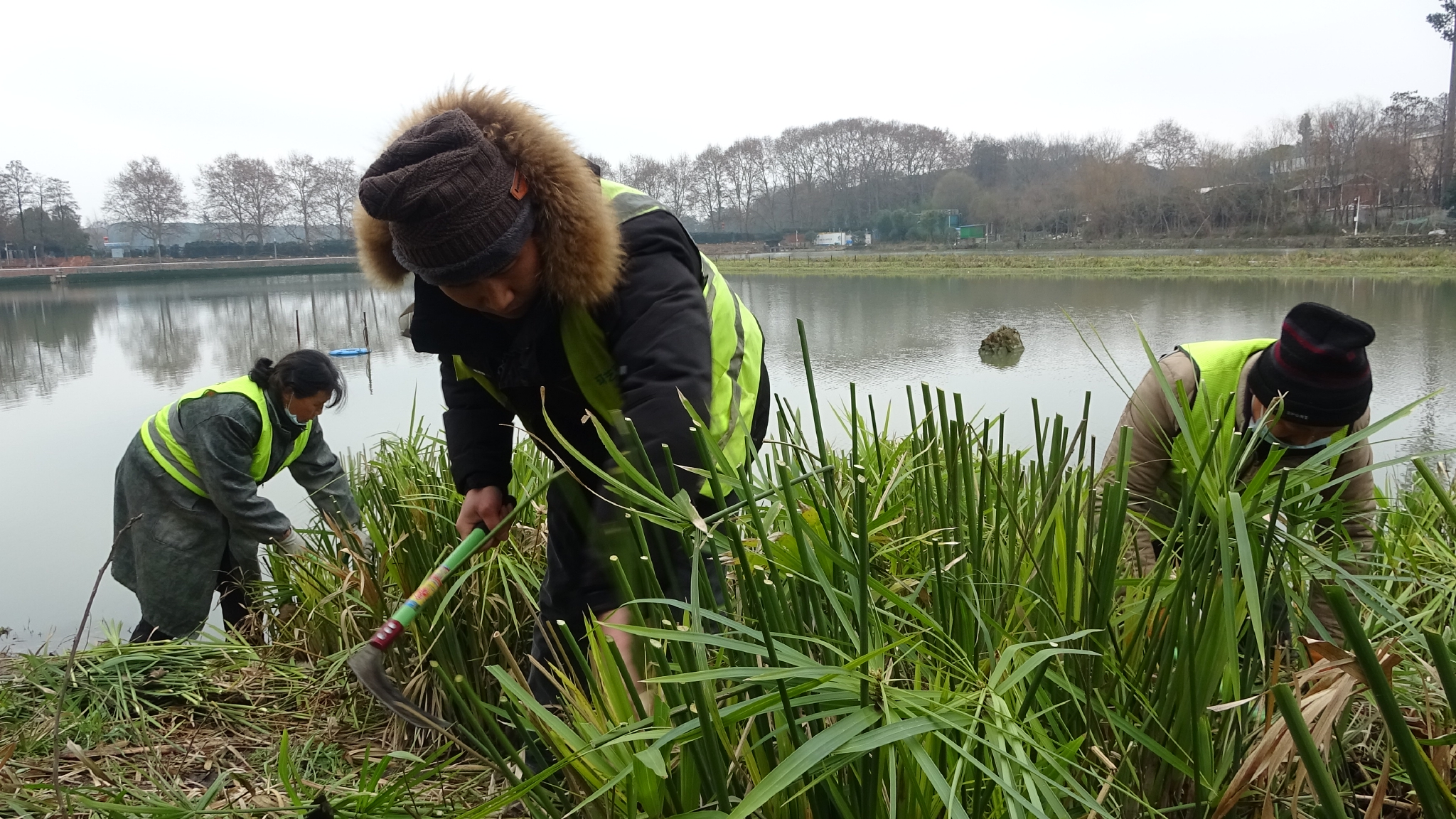 武汉东湖风景区 初春时节开展水生植物专项养护 天鹅湖 东湖风景区 养护 新浪新闻